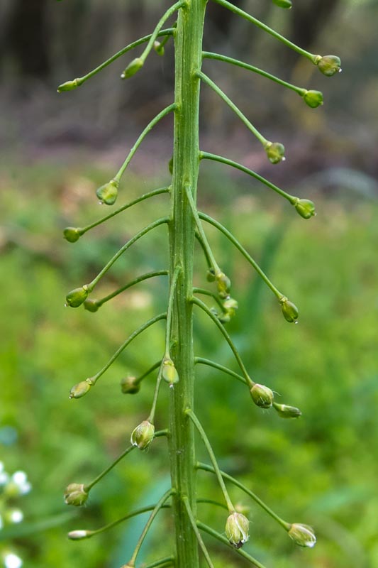 Capsella bursa-pastoris (Brassicaceae)